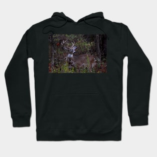 Young Prince - White-tailed Deer Hoodie